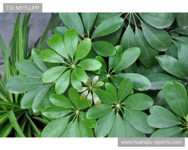 摇钱树的神秘传说与象征意义探索：从文化底蕴到现代经济价值的深度解析